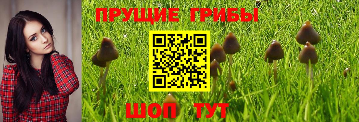Галлюциногенные грибы Psilocybine cubensis Рязань